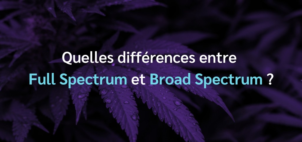 Huile CBD Broad Spectrum - Chien 10 ml - Terre Du Chanvre