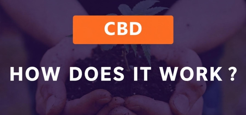 CBD: how does it work? 