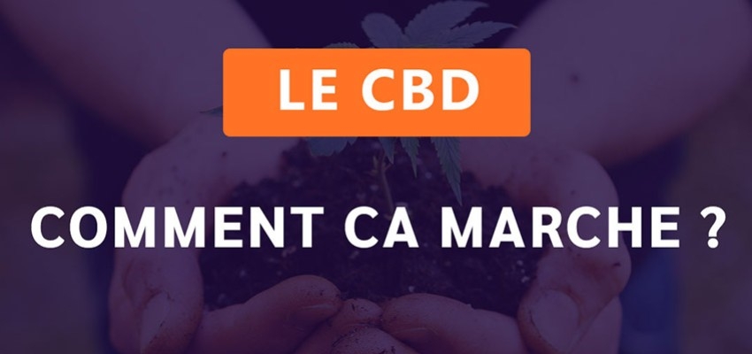 CBD : comment ça marche ? 
